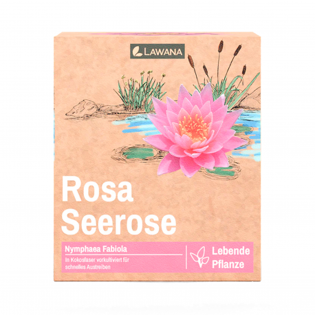 Image 1 - Nénuphar Précultivé - Rose Clair - Pour bassin Aqua Store
