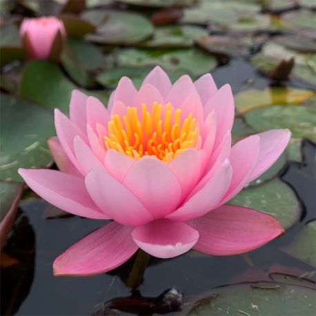 Nénuphar Précultivé Rose - Pour bassin Aqua Store