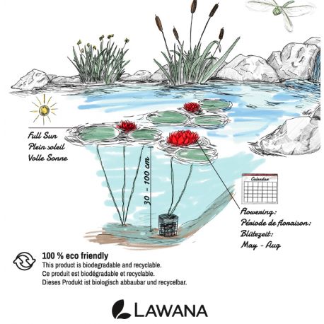 Image 1 - Nénuphar Précultivé Rouge - Pour bassin Aqua Store