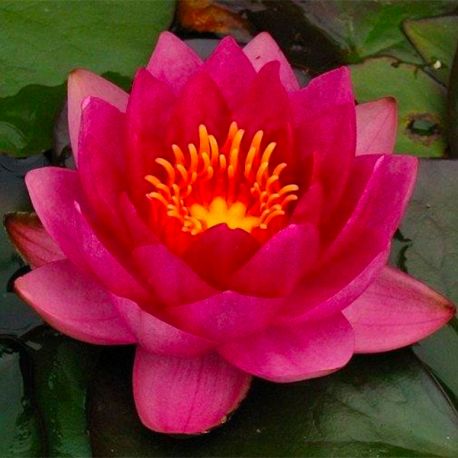 Nénuphar Précultivé Rouge - Pour bassin Aqua Store