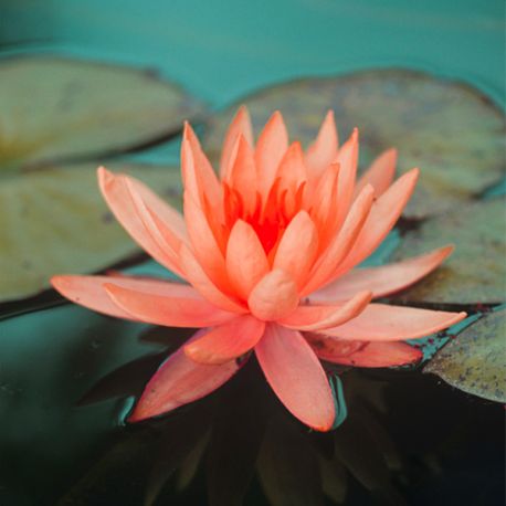 Nénuphar Précultivé Orange - Pour bassin Aqua Store