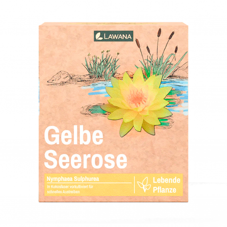 Image 1 - Nénuphar Précultivé - Jaune - Pour bassin Aqua Store