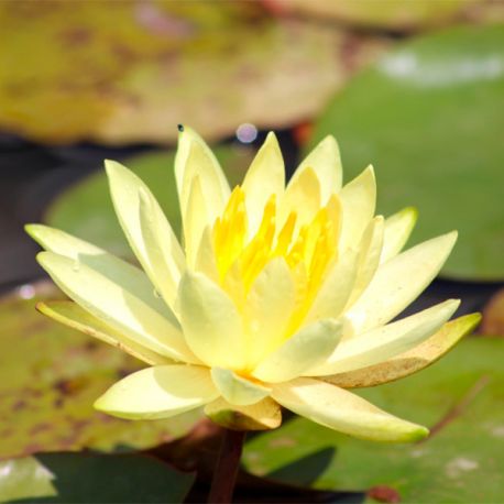 Nénuphar Précultivé Jaune - Pour bassin