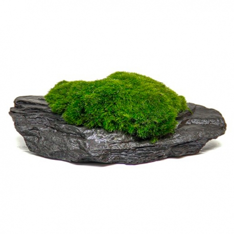 Aegagropila On Slate Rock - Plante sur Pierre d'Ardoise Aqua Store