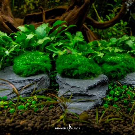 Image 1 - Aegagropila On Slate Rock - Plante sur Pierre d'Ardoise Aqua Store