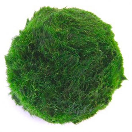 Aegagropila Linnaei - Plante en boule d’algues vertes Aqua Store
