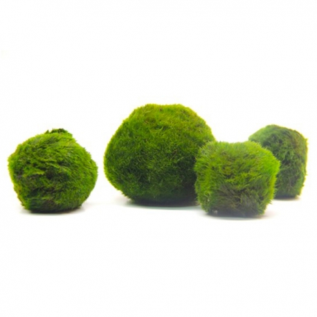 Image 1 - Aegagropila Linnaei - Plante en boule d’algues vertes Aqua Store