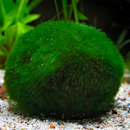 Image 2 - Aegagropila Linnaei - Plante en boule d’algues vertes Aqua Store