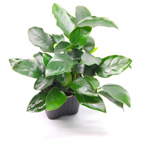 Anubias Nana Bigfoot XL - Plante en pot pour aquarium Aqua Store