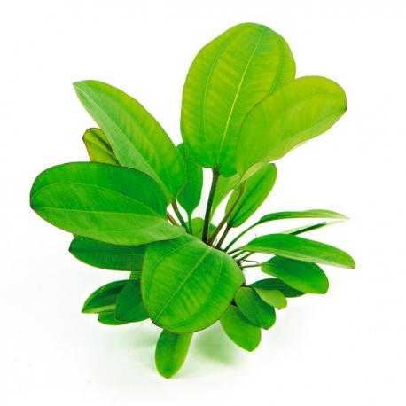 Echinodorus Small Bear XL - Plante pied-mère pour Aquarium Aqua Store