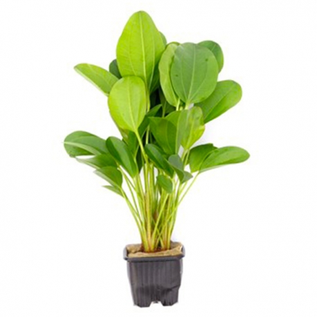 Image 1 - Echinodorus Small Bear XL - Plante pied-mère pour Aquarium Aqua Store