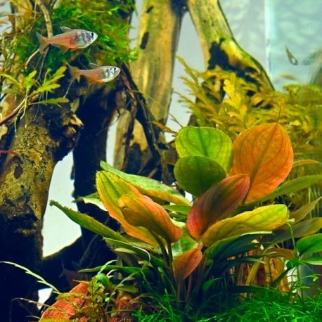 Image 1 - Lagenandra Meeboldii Red XL - Plante pied-mère pour Aquarium Aqua Store