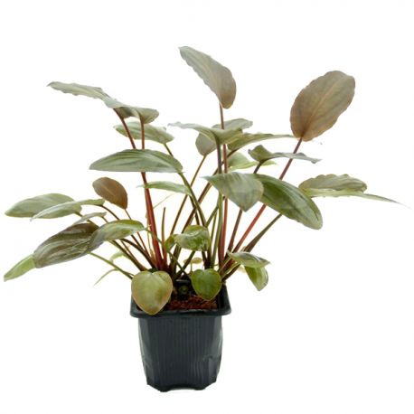 Lagenandra Meeboldii Red XL - Plante pied-mère pour Aquarium Aqua Store