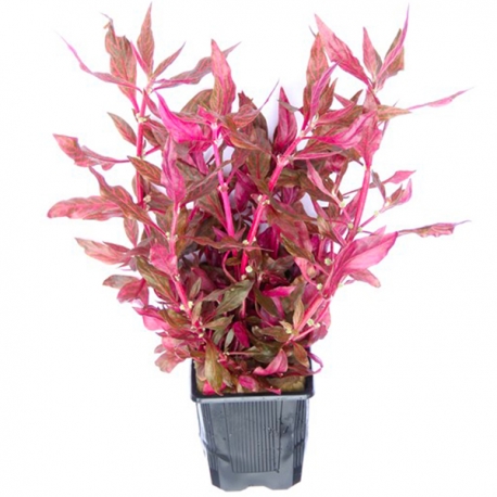 Alternanthera Reineckii Red Ruby XXL - Plante pied-mère pour Aquarium Aqua Store