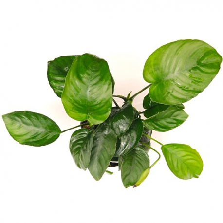 Anubias Barteri XXL - Plante pied-mère pour Aquarium Aqua Store