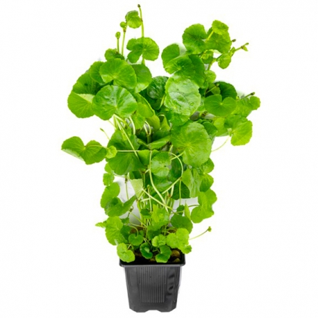 Hydrocotyle Leucocephala XXL - Plante pied-mère pour Aquarium Aqua Store