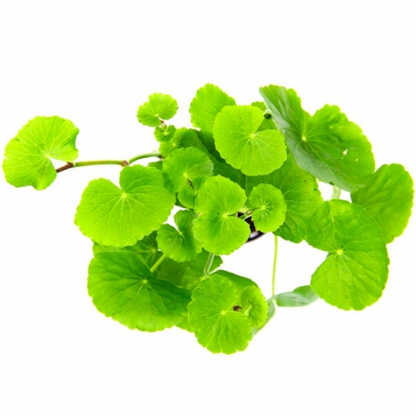 Image 1 - Hydrocotyle Leucocephala XXL - Plante pied-mère pour Aquarium Aqua Store