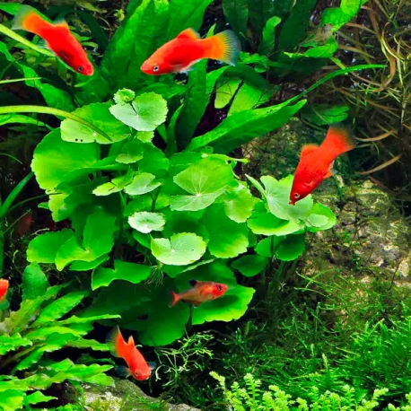Image 2 - Hydrocotyle Leucocephala XXL - Plante pied-mère pour Aquarium Aqua Store