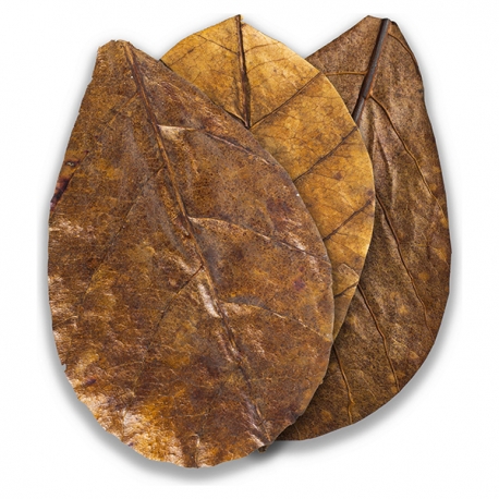 Image 1 - ARKA Feuilles de Badamier - Nano 8/10 cm - 10 pièces Aqua Store