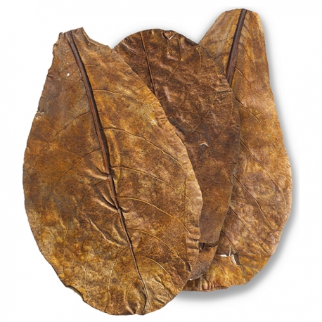 Image 1 - ARKA mySCAPE-Catappa - Feuilles de Badamier - Taille L 20,5/27 cm - 10 pièces Aqua Store