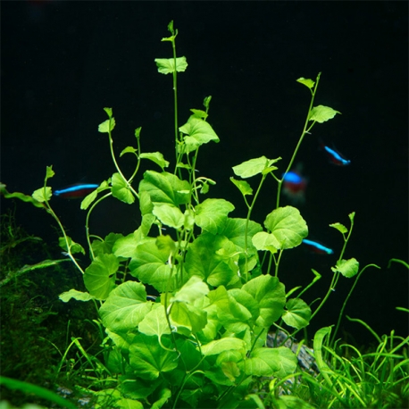 Image 1 - Cardamine Lyrata - Plante en pot pour aquarium Aqua Store