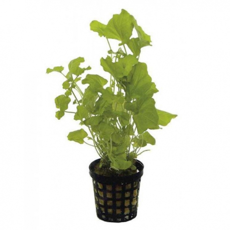 Cardamine Lyrata - Plante en pot pour aquarium Aqua Store