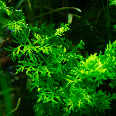 Image 1 - Ceratopteris Thalictroides (fougère de sumatra) - Plante pour Aquarium Aqua Store