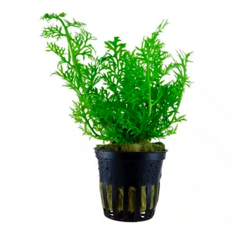 Ceratopteris Thalictroides (fougère de sumatra) - Plante pour Aquarium Aqua Store