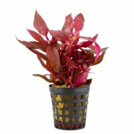 Plante Aquarium - ALTERNANTHERA ROSAEFOLIA - 5CM Aqua Store