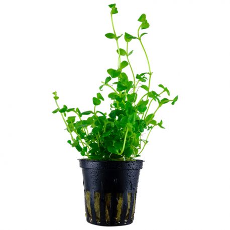 Bacopa SP - Plante en pot pour aquarium Aqua Store