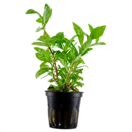 Hygrophylla SP - Plante en pot pour aquarium Aqua Store