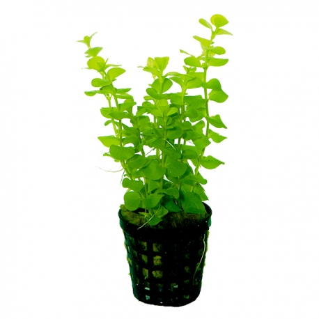 Lysimachia SP - Plante en pot pour aquarium Aqua Store
