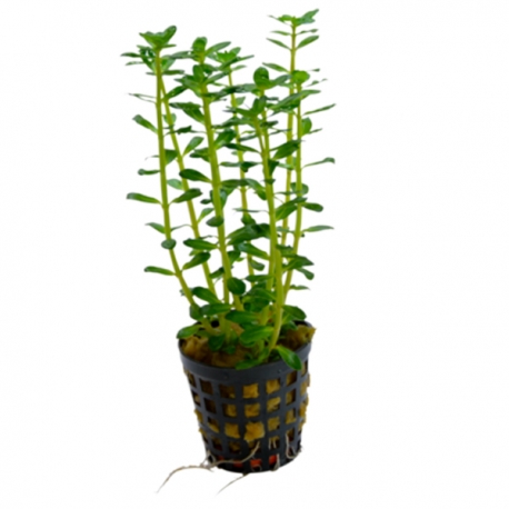 Rotala SP - Plante en pot pour aquarium Aqua Store
