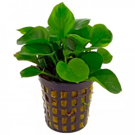 Anubias SP - Plante en pot pour aquarium Aqua Store