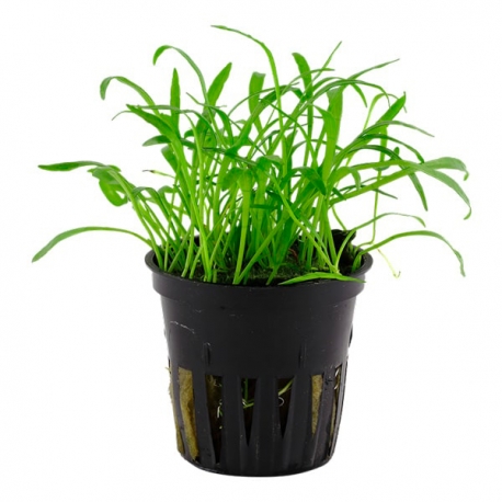 Lilaeopsis SP - Plante en pot pour aquarium Aqua Store
