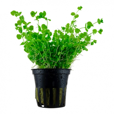 Micranthemum SP - Plante en pot pour aquarium Aqua Store