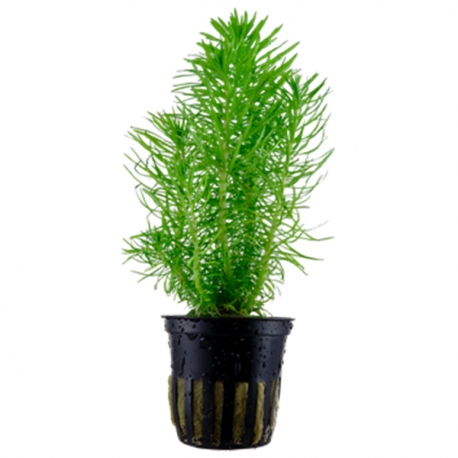 Pogostemon SP - Plante en pot pour aquarium Aqua Store
