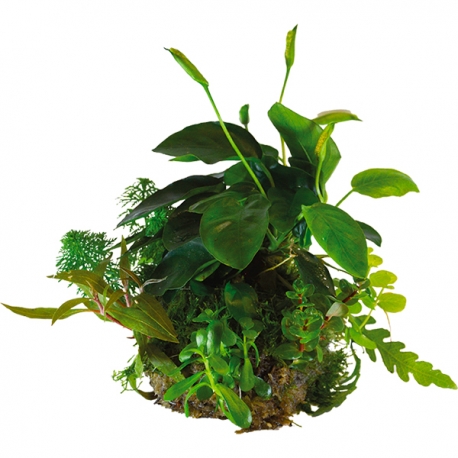 BIOART Ball Anubias Nana - Plante sous blister pour Aqua Store