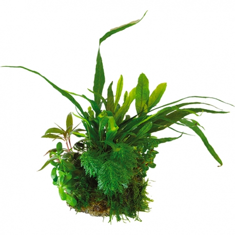 BIOART Ball Microsorum Pteropus - Plante sous blister Aqua Store