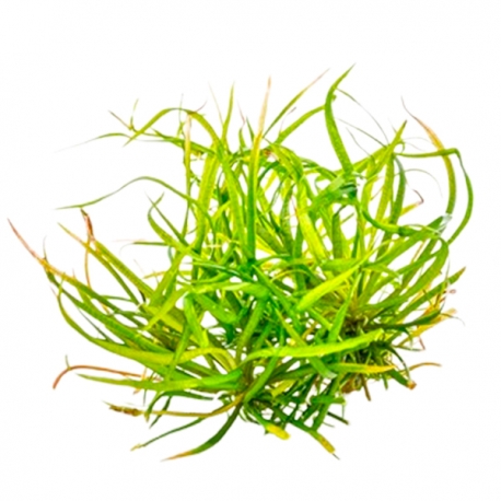 Image 1 - DENNERLE Helanthium Tenellum Broad Leaf , plante en pot in vitro pour aquarium Aqua Store
