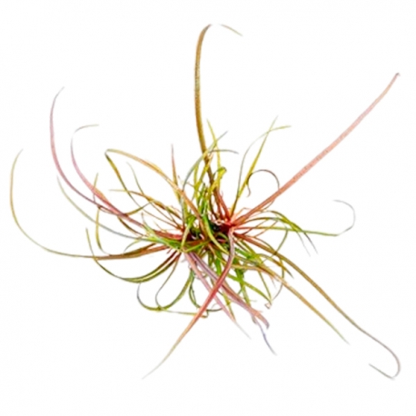 Image 2 - DENNERLE Helanthium Tenellum Broad Leaf , plante en pot in vitro pour aquarium Aqua Store