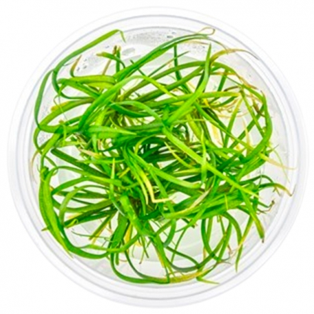 DENNERLE Helanthium Tenellum Broad Leaf , plante en pot in vitro pour aquarium Aqua Store