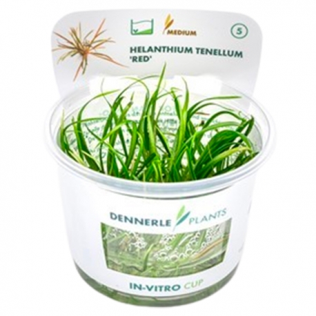 Image 1 - DENNERLE Helanthium Tenellum Broad Leaf , plante en pot in vitro pour aquarium Aqua Store