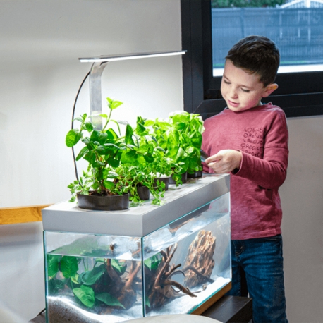 Image 4 - NENUFARM Aquarium Potager – Aquarium innovant et Écologique - Livré Complet Aqua Store