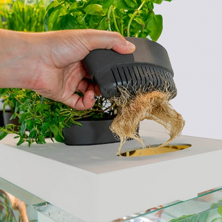 Image 4 - NENUFARM Recharge Basilic Grand Vert - Pour Aquarium Potager Aqua Store