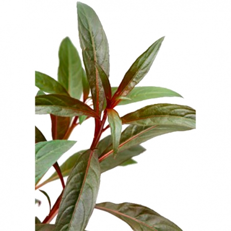 Image 1 - Ludwigia glandulosa - Plante en pot pour aquarium Aqua Store