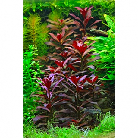Image 2 - Ludwigia glandulosa - Plante en pot pour aquarium Aqua Store