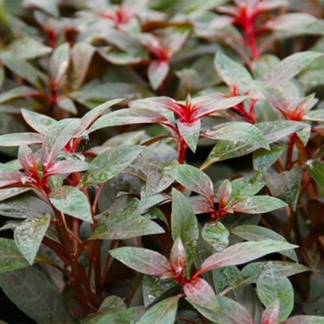 Image 3 - Ludwigia glandulosa - Plante en pot pour aquarium Aqua Store