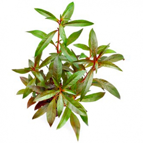 Ludwigia glandulosa - Plante en pot pour aquarium Aqua Store