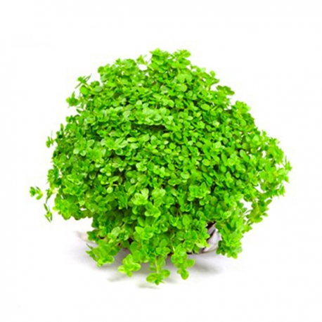 Hemianthus callitrichoides Cuba - Plante en pot pour aquarium Aqua Store